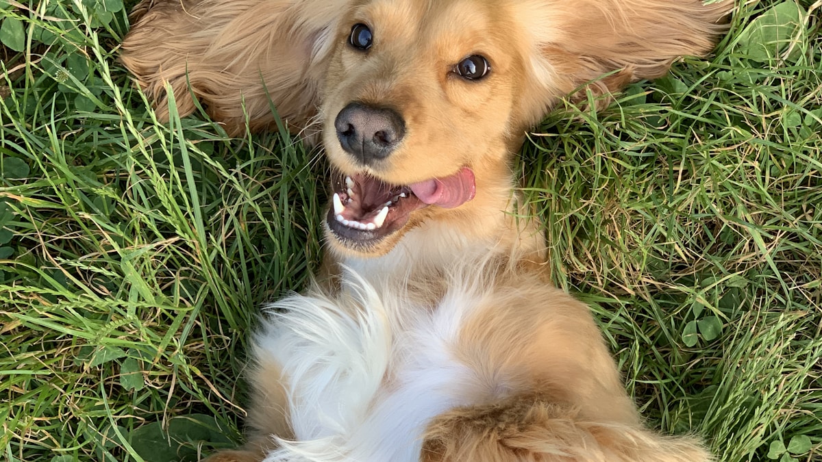 Pregúntale a la experta: Estrategias contra la pirotecnia, la coprofagia y la pérdida de pelo en perros