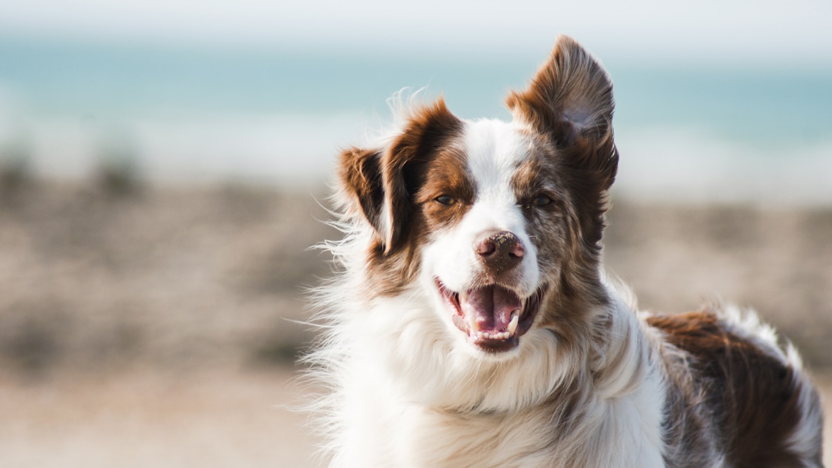 Mi perro se comió un calcetín: Por qué los veterinarios lo consideran una emergencia de vida o muerte