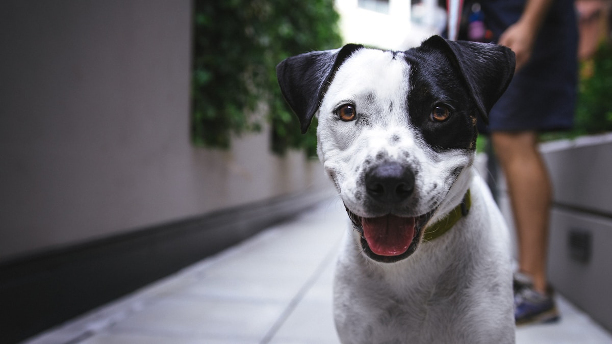¡Pura ternura! Conoce a los perros ganadores del concurso fotográfico de Dogster de diciembre