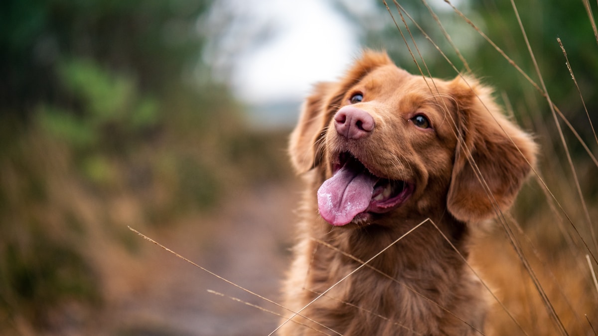 ¿Por qué mi perro lame su propia orina? Causas, riesgos y señales de alerta médica
