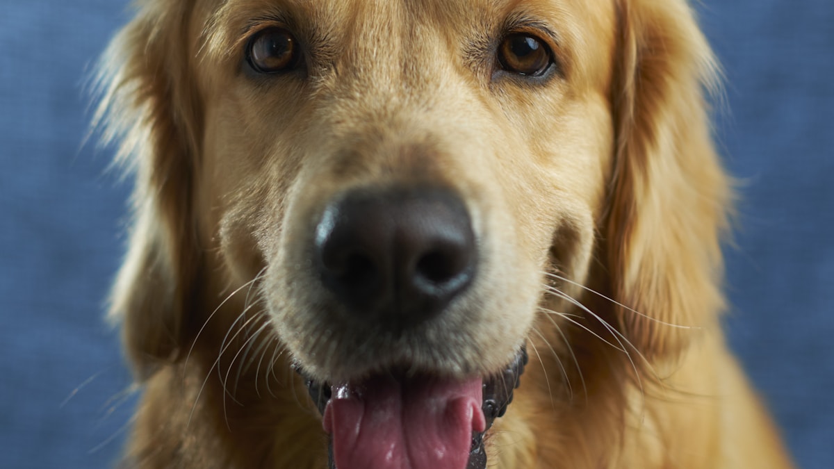 Las 10 razas de perros más caras del mundo: ¿Por qué su precio supera al de un coche de lujo?