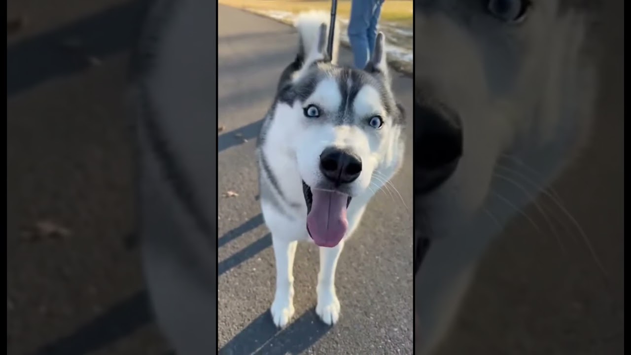 El conmovedor instinto que permite a los perros reconocer a sus padres