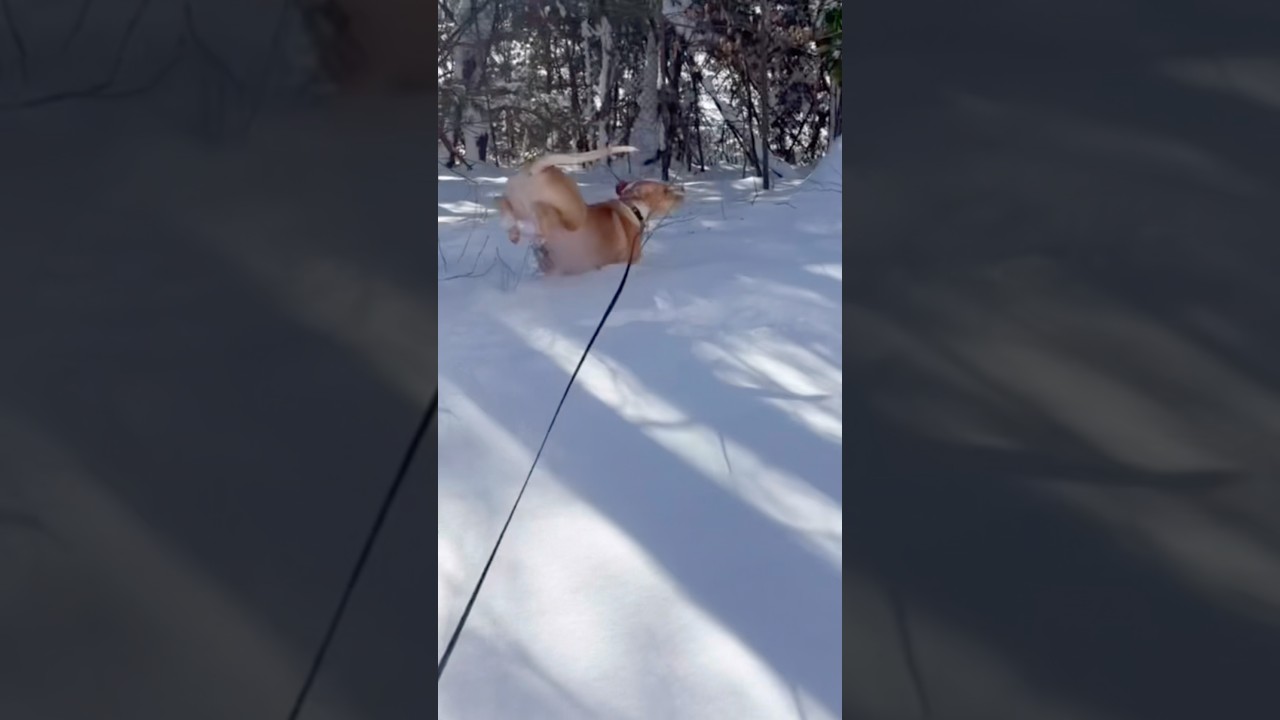 Labrador descubre la nieve por primera vez y cautiva redes