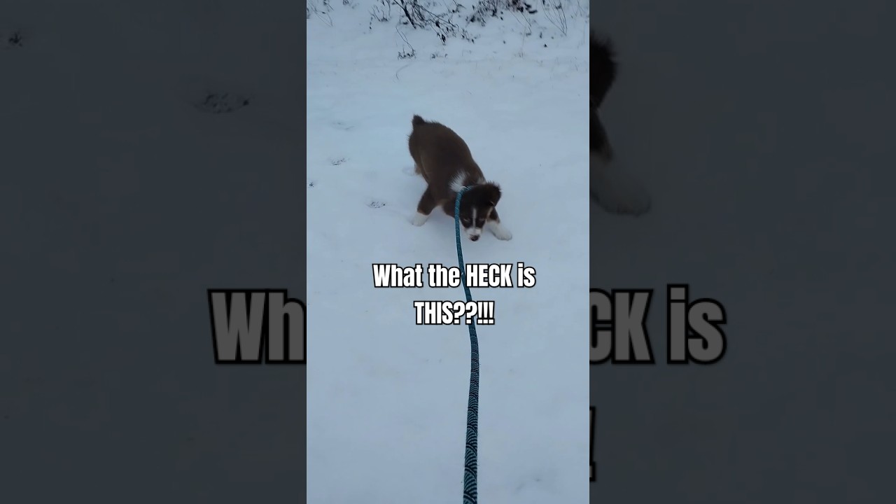 El conmovedor encuentro de un cachorro con su primera nieve
