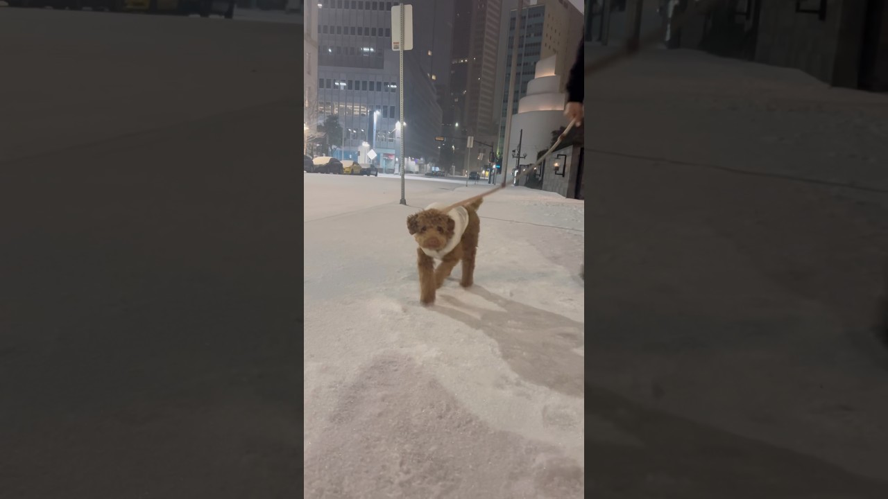 El emotivo primer encuentro de un Cavapoo con la nieve