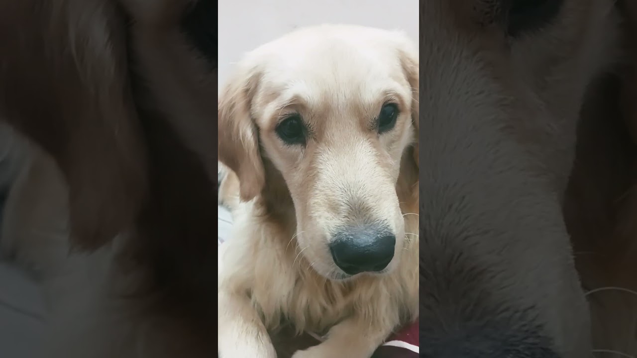 La increíble astucia de Jerry: un Golden maestro del sigilo