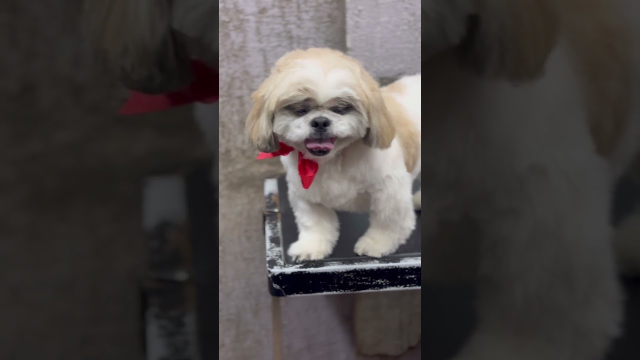 El tierno inicio de Ammu, el Golden que conquista redes