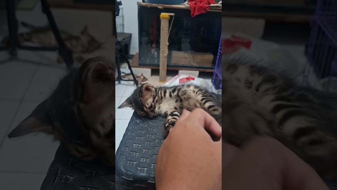 La asombrosa destreza de este pequeño leopardo doméstico