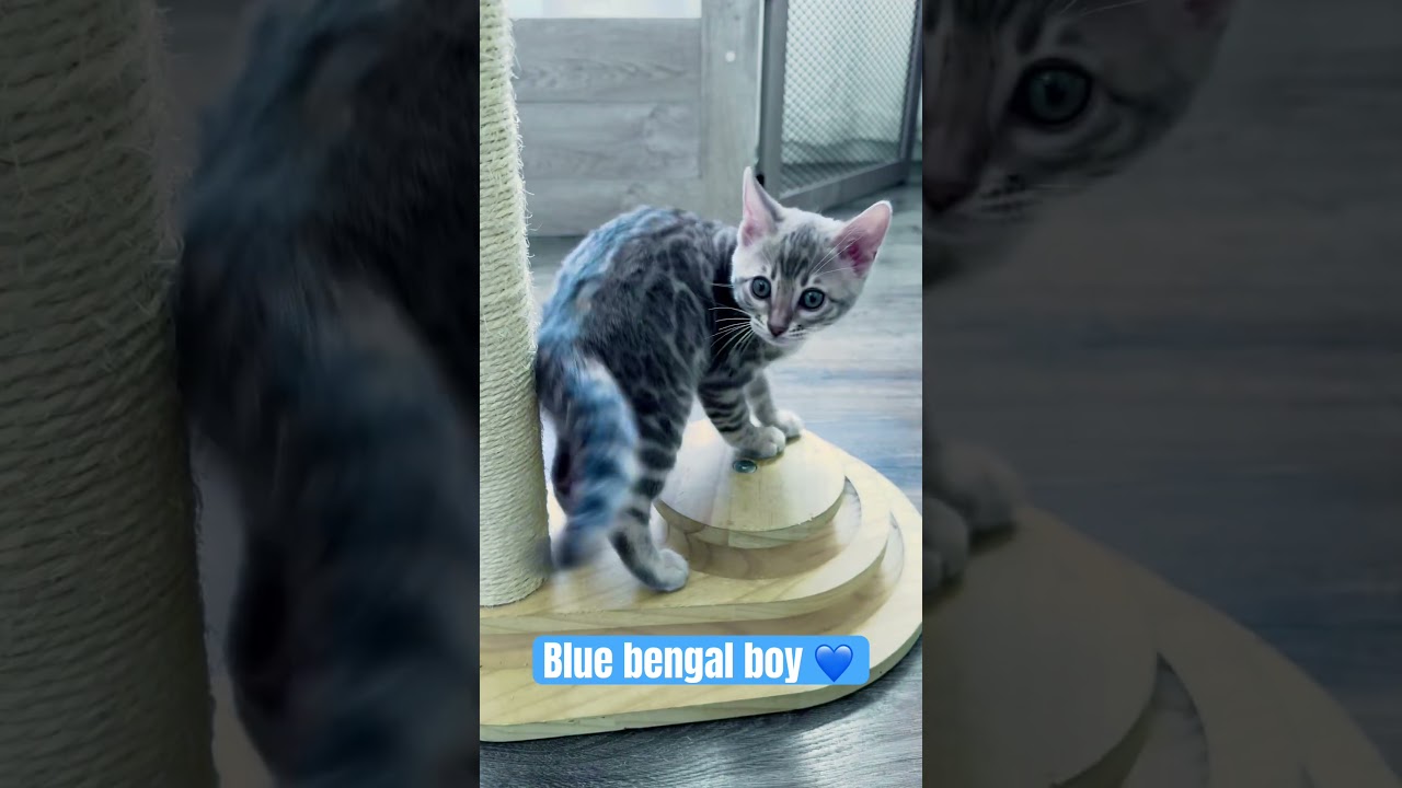 El deslumbrante gato de plata que conquista las redes