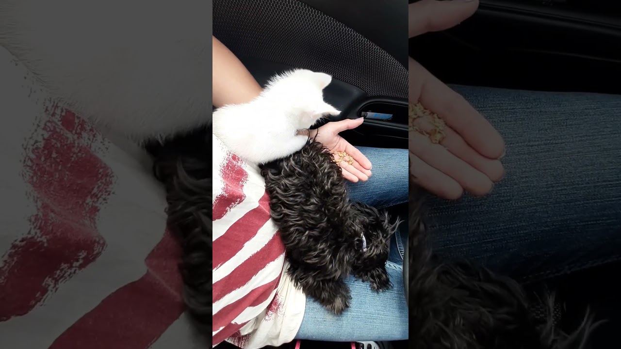 Increíble conexión: El primer contacto entre un Firulais y un Gurrumin