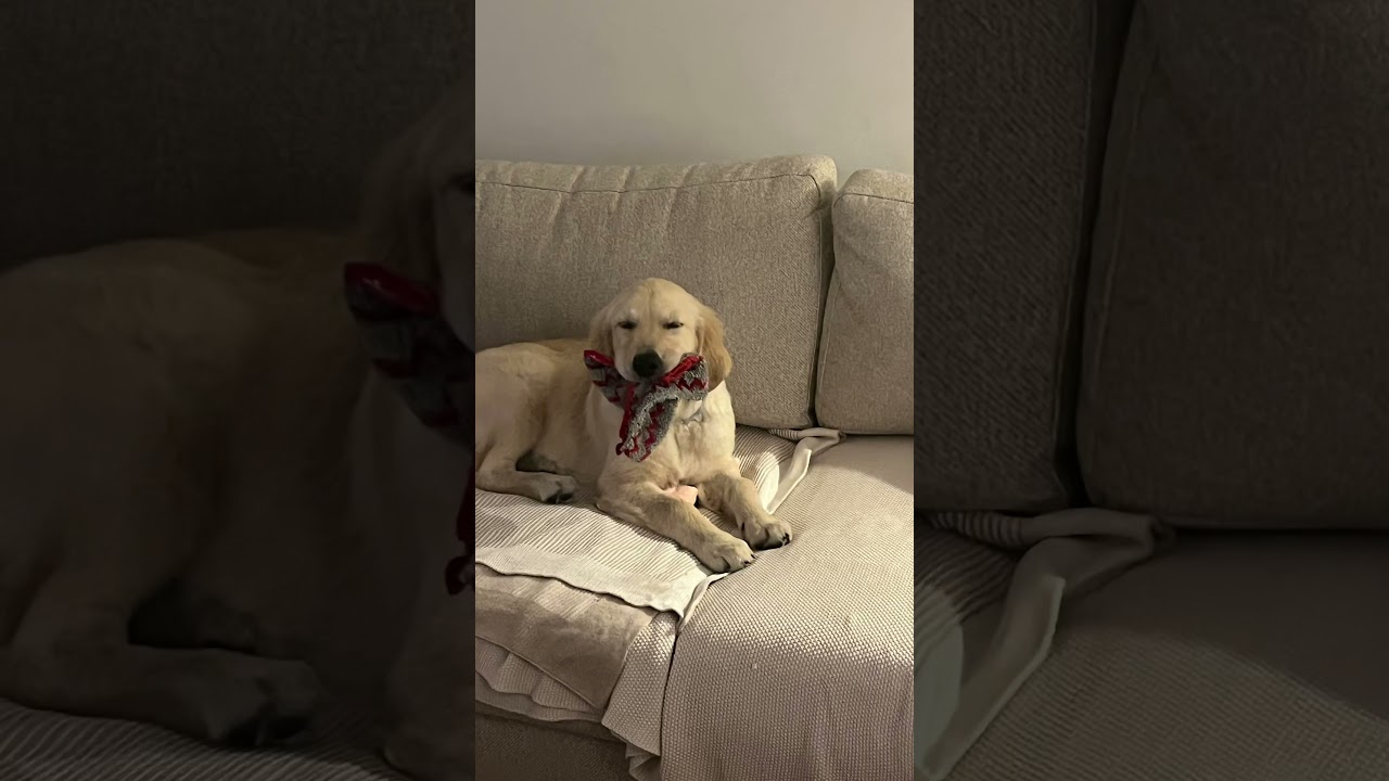 El irresistible encanto de un cachorro Golden Retriever