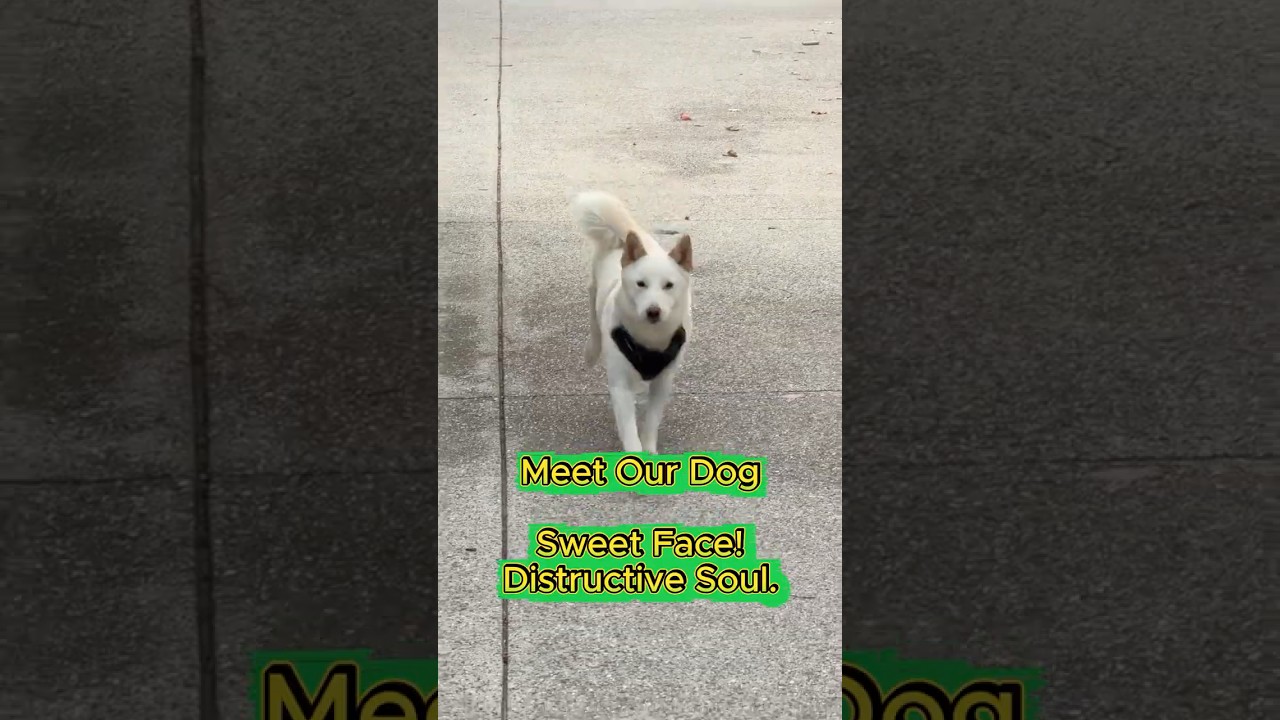 Pickles: el increíble Shiba Inu que domina el caos viral