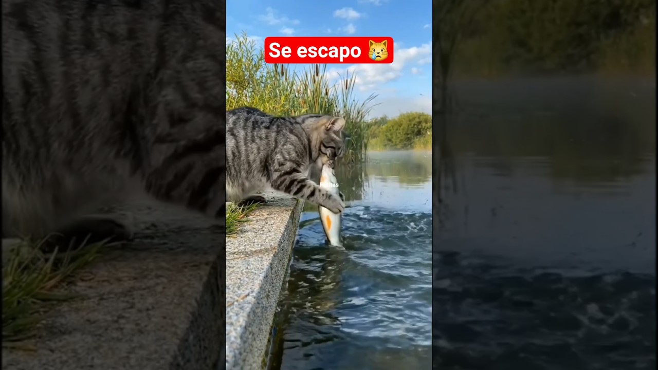 El inesperado despertar del instinto pescador en un gatito