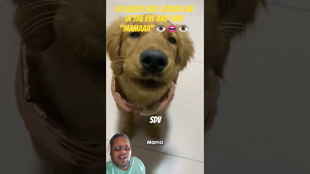 El increíble Golden Retriever que aprendió a decir 'mamá'