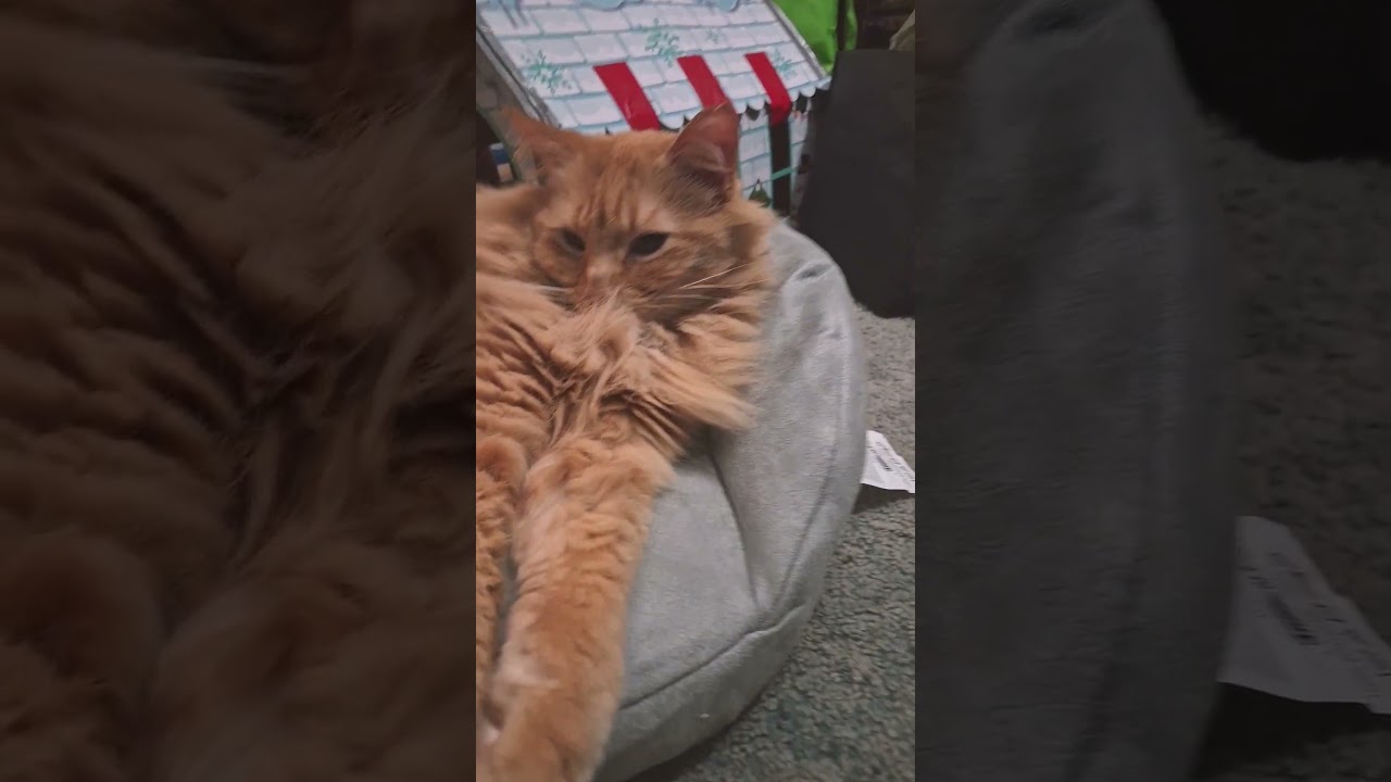 El gigante de cuatro patas que redefine el amor gatuno