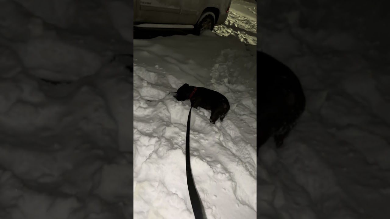 La increíble reacción de un perro al ver nieve por primera vez