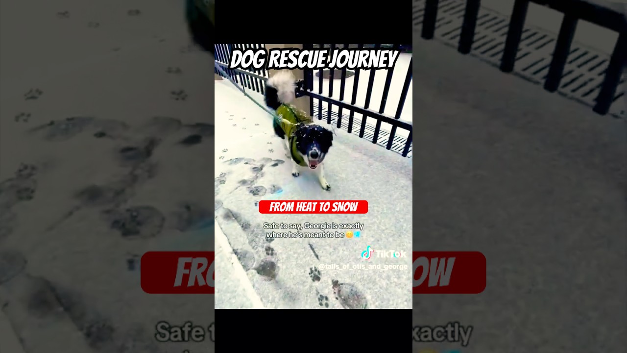 George descubre la nieve: el emotivo estreno de un rescatado
