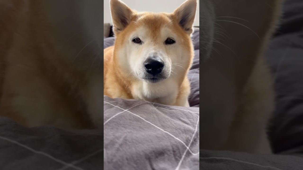 El increíble berrinche matutino de un Shiba Inu japonés