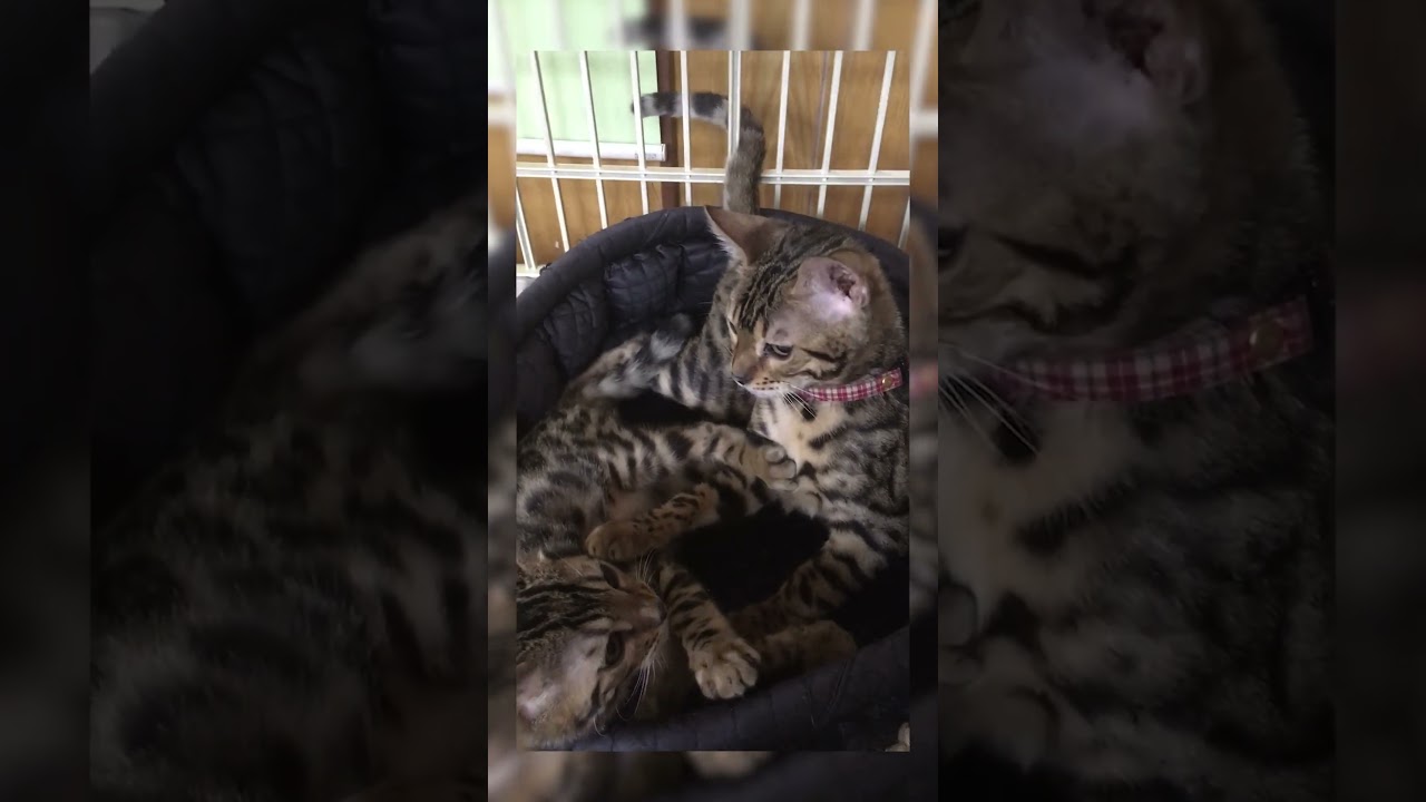 El conmovedor juego de dos mini leopardos que cautiva redes