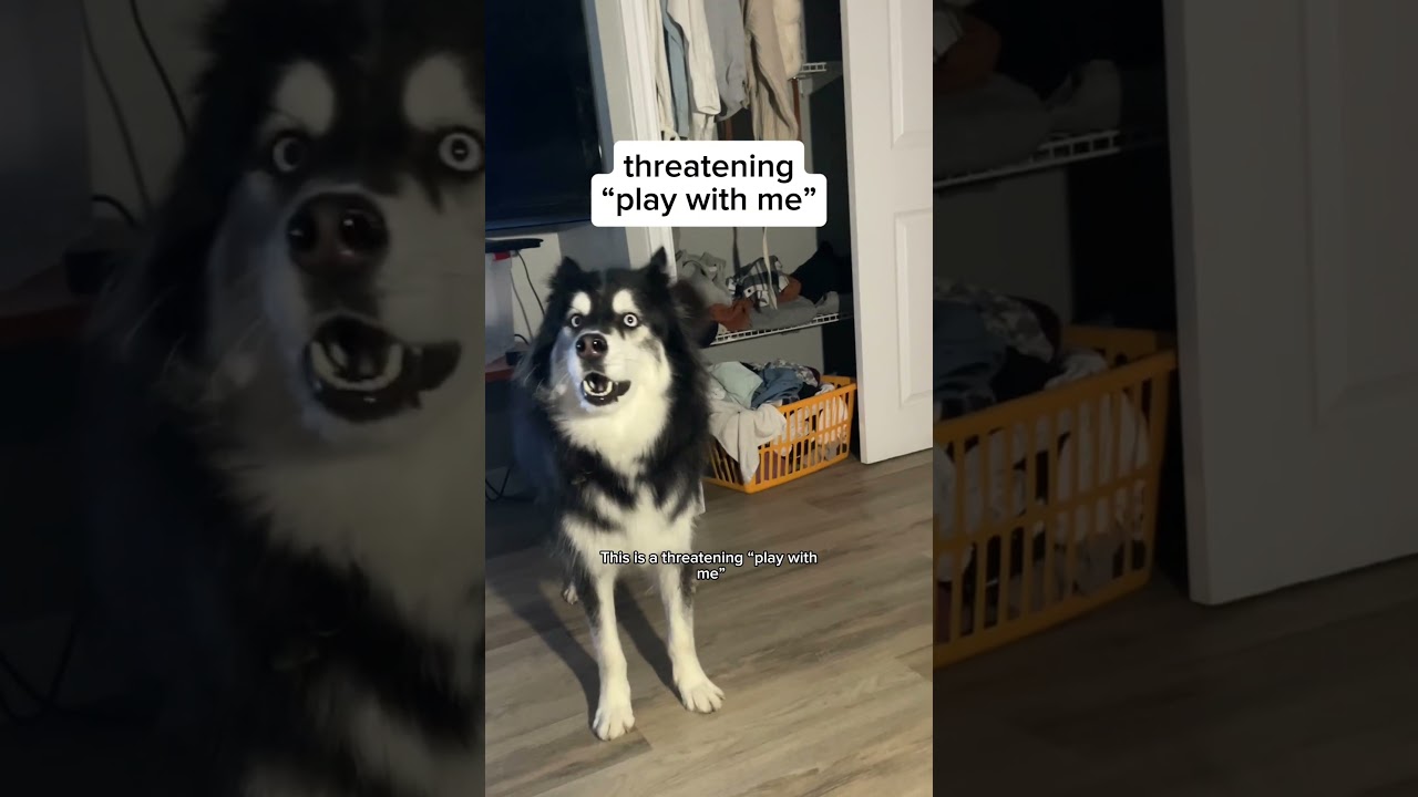 El increíble lenguaje de los Huskis: un vínculo conmovedor