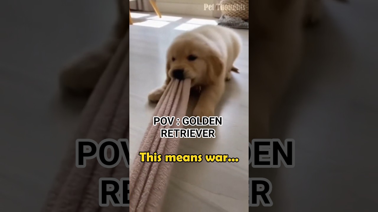 El conmovedor diario de un cachorro que enamora al mundo