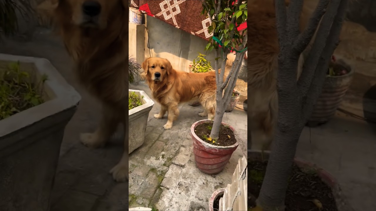 La conmovedora nobleza de Bruno, el Golden que enamora redes