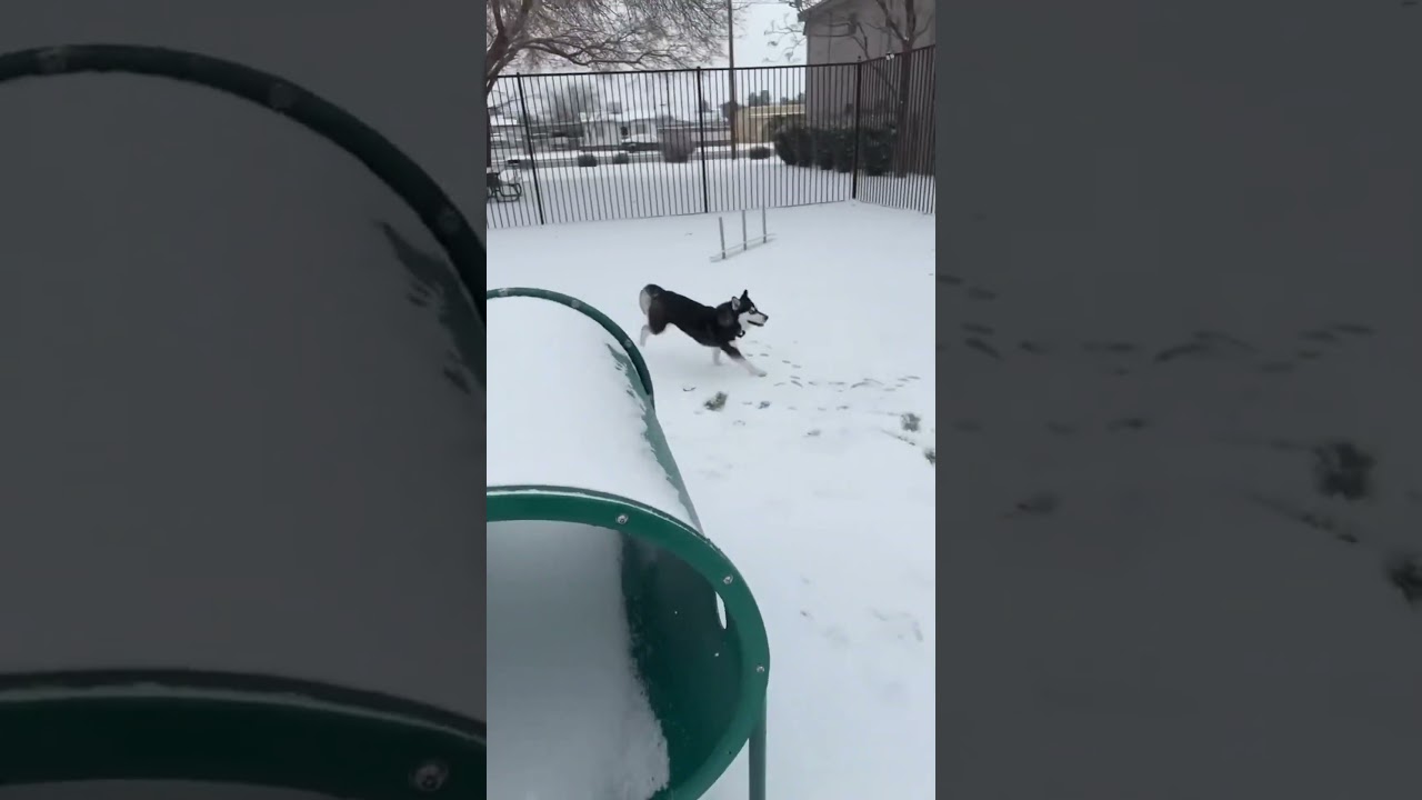 El increíble despertar del instinto: Husky descubre la nieve