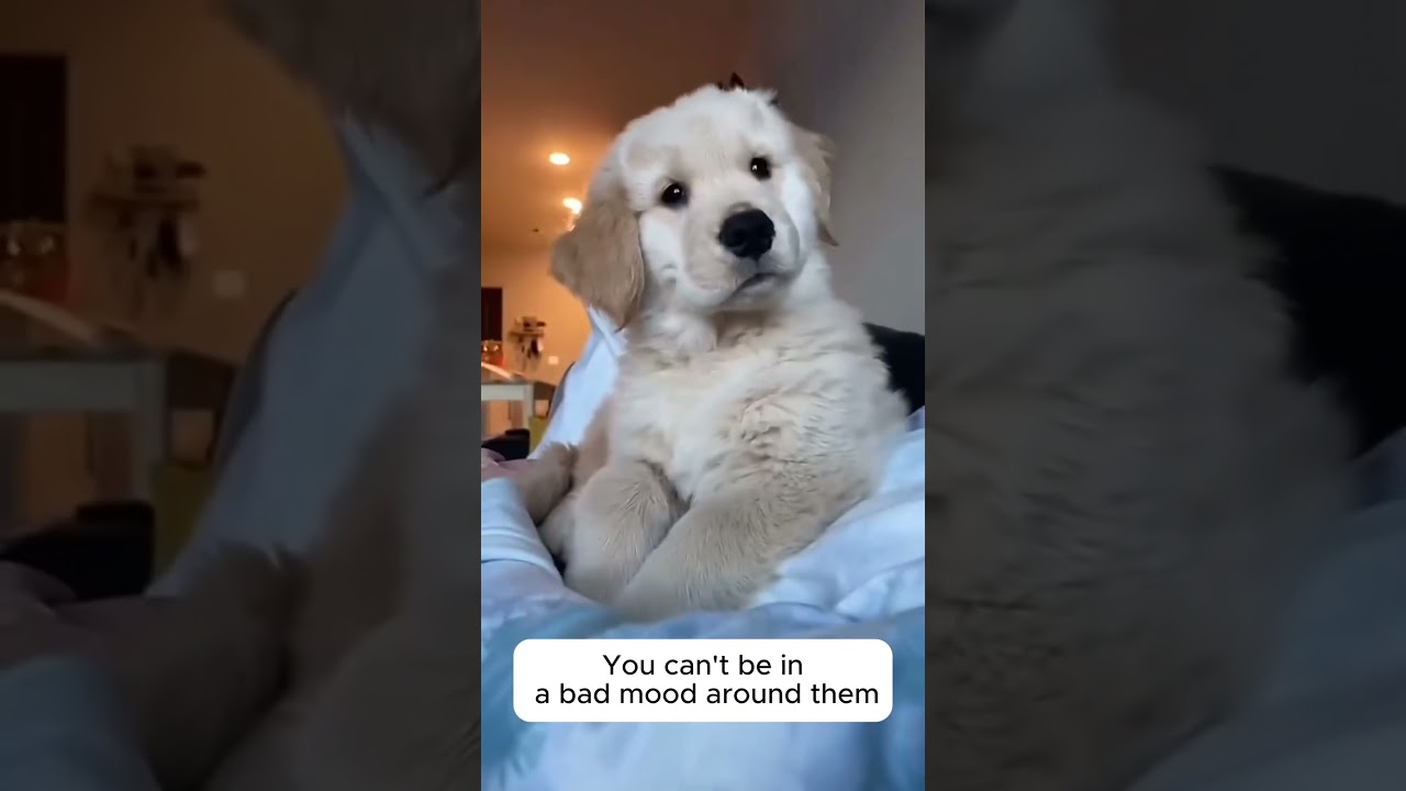 El conmovedor secreto tras la llegada de un Golden Retriever