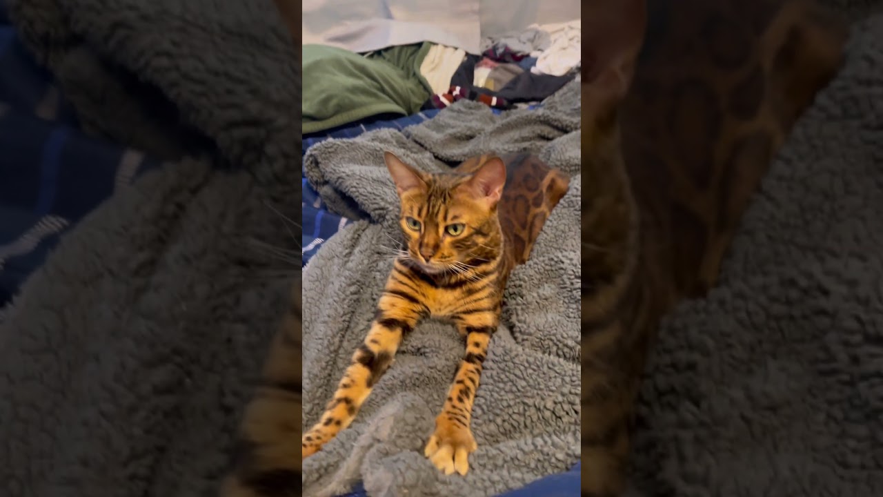 El conmovedor secreto tras los 'biscuits' de este bengalí