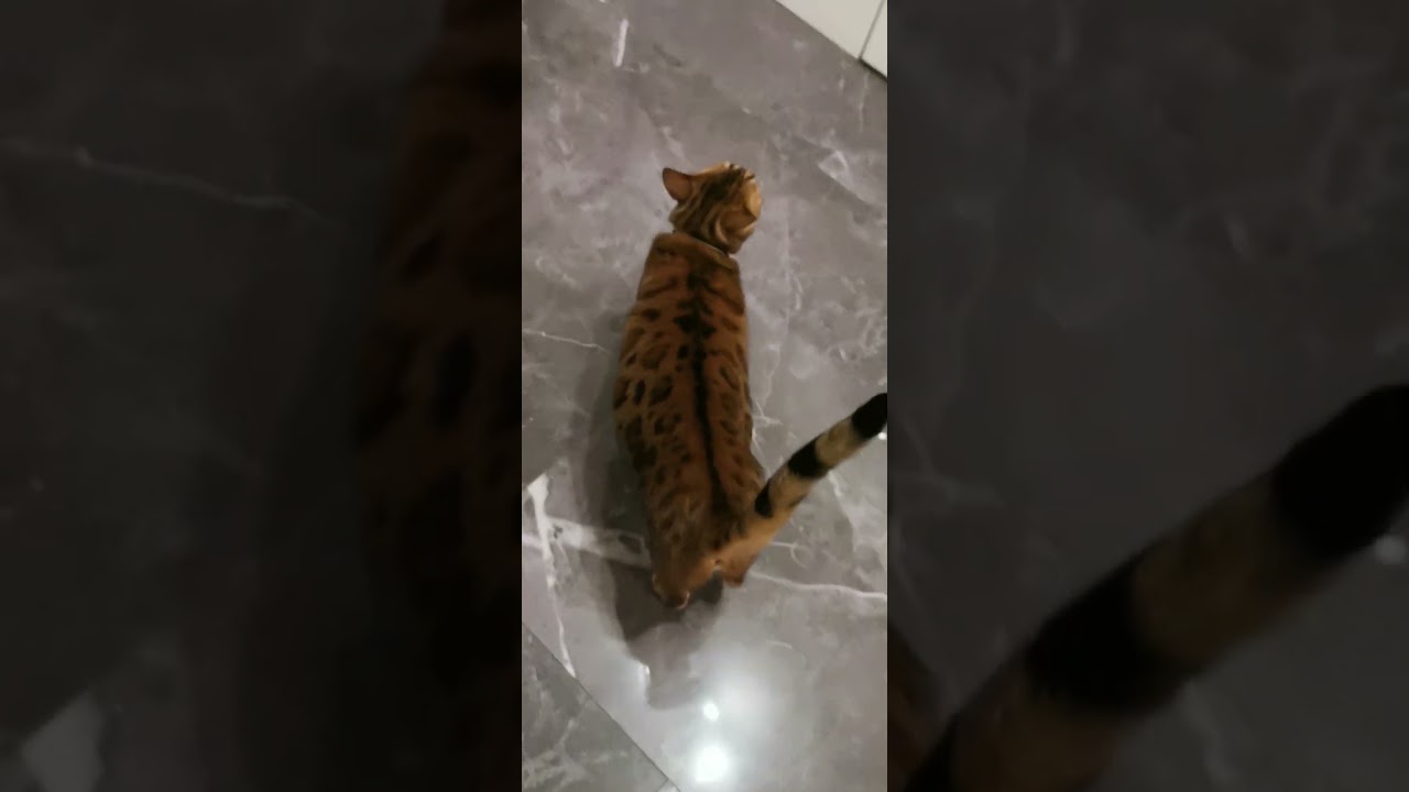 El sofisticado banquete de un Bengal que roba suspiros