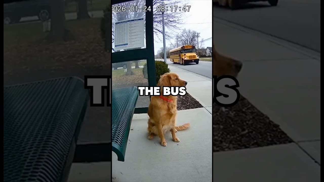 El increíble motivo por el que este perro espera el autobús