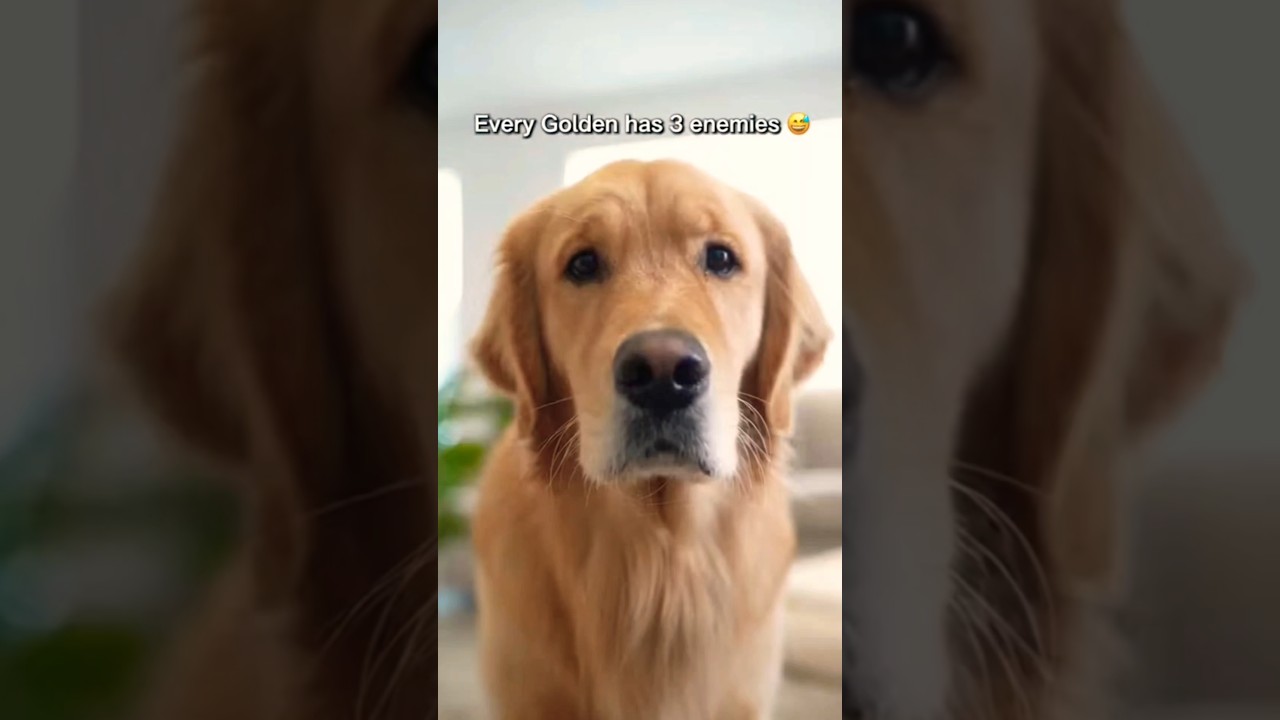 Los inesperados rivales que ponen a temblar a los Golden Retriever