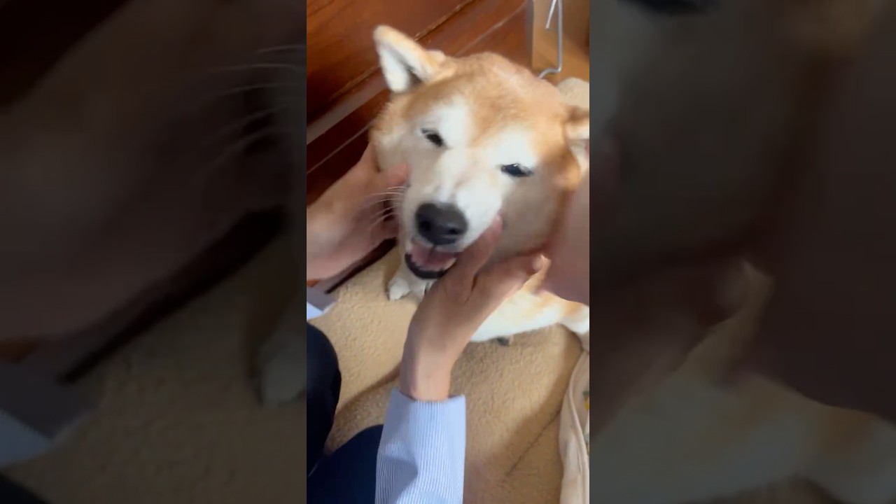 El increíble motivo por el que este Shiba Inu celebra hoy