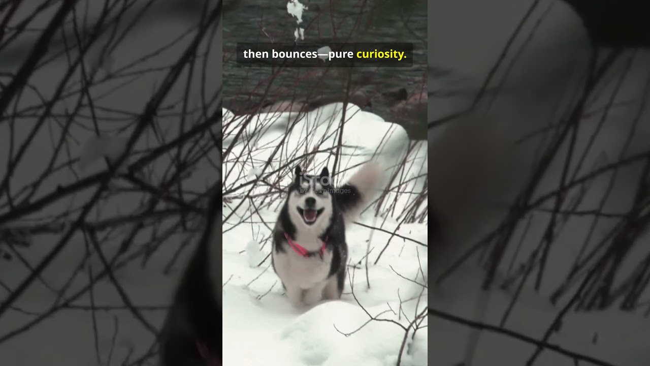 El conmovedor primer contacto de un Firulais con la nieve