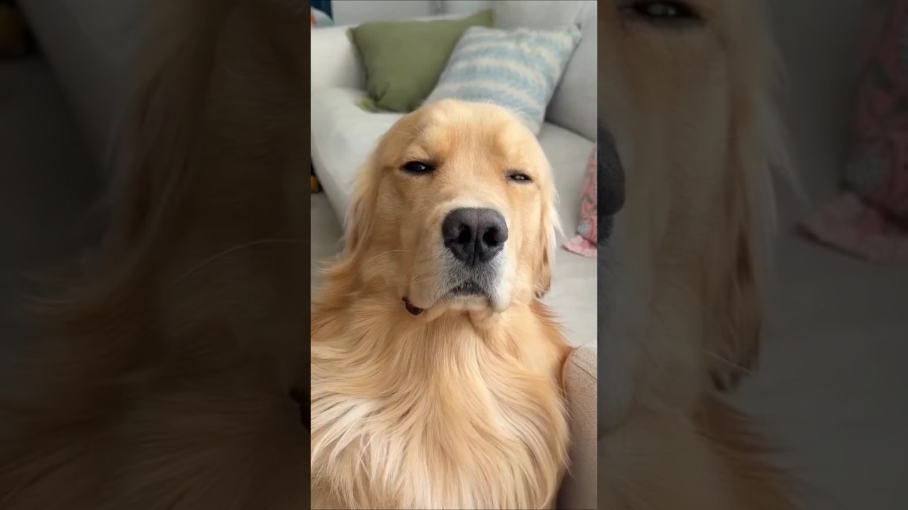 El fenómeno Golden Retriever: ternura que conquista el mundo