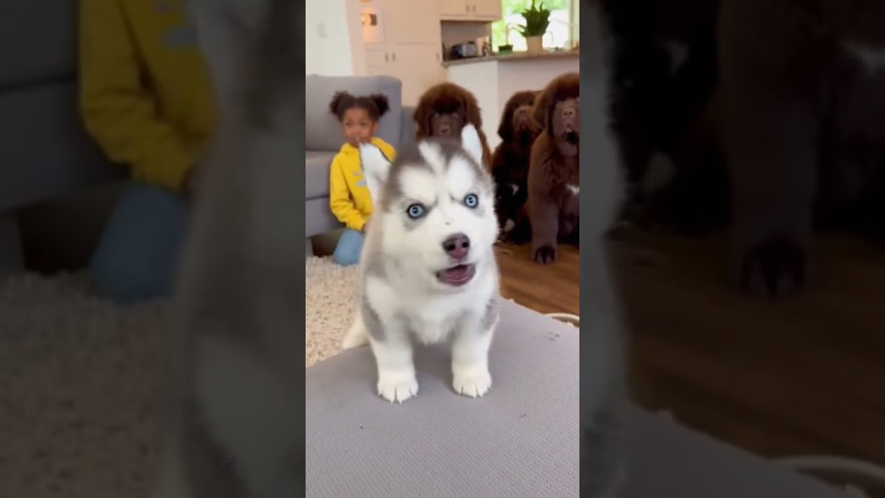 El emotivo primer aullido de un Husky que se volvió viral