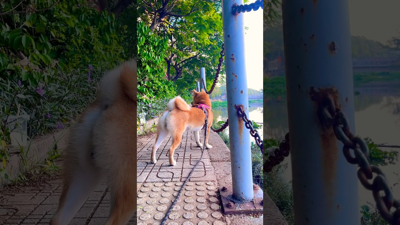 Yoshi, el Shiba Inu cuya reacción conquistó a las redes