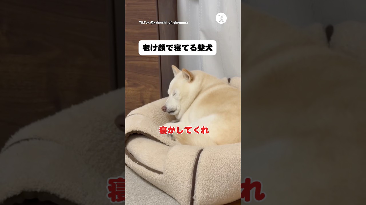 El inesperado rostro de este Shiba Inu mientras duerme