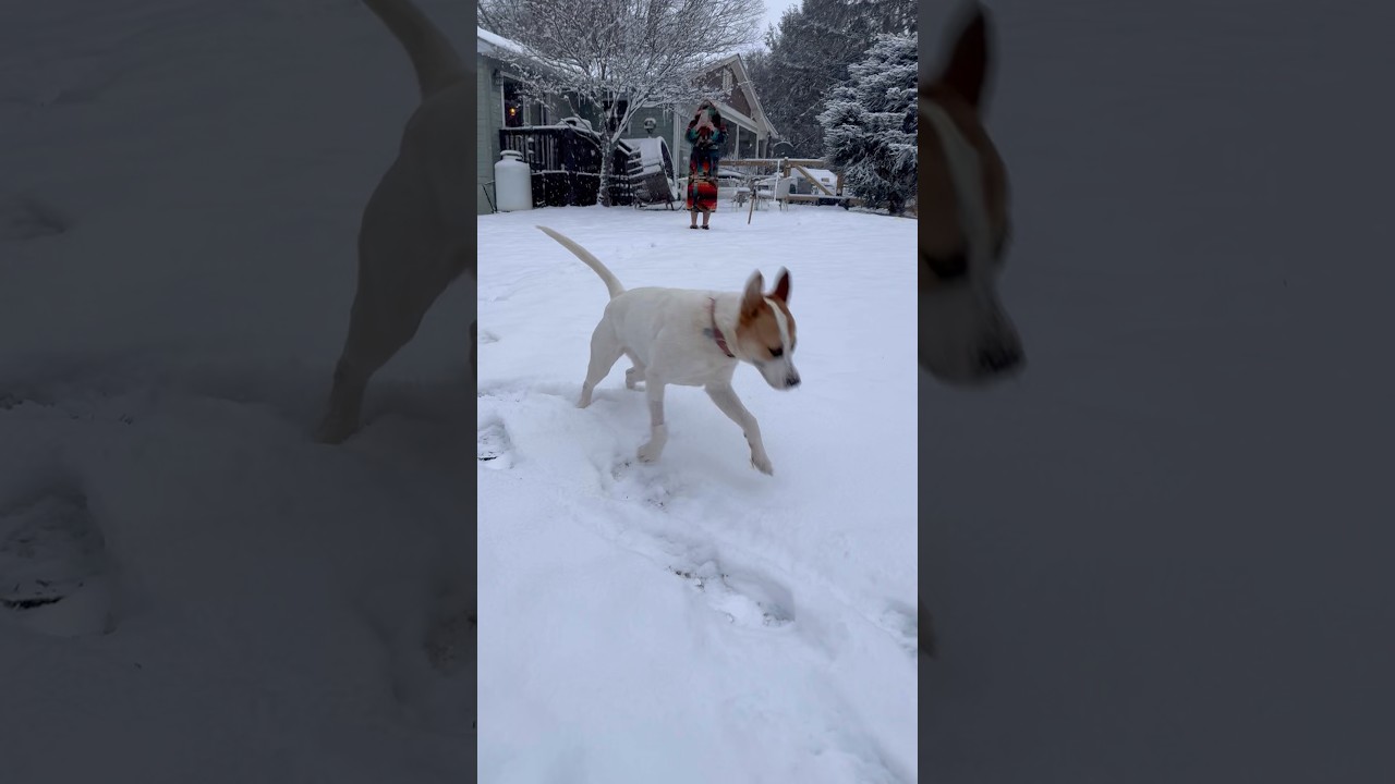 El increíble primer encuentro de un cachorro con el invierno