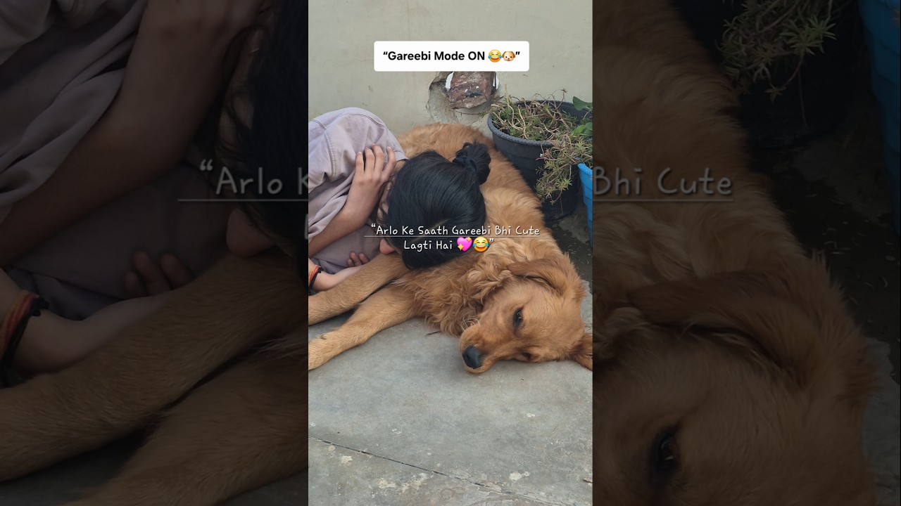 El increíble y divertido 'Modo Arlo' de este Golden Retriever
