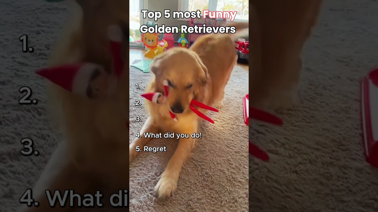 El inesperado encanto de los Golden Retriever que cautiva redes