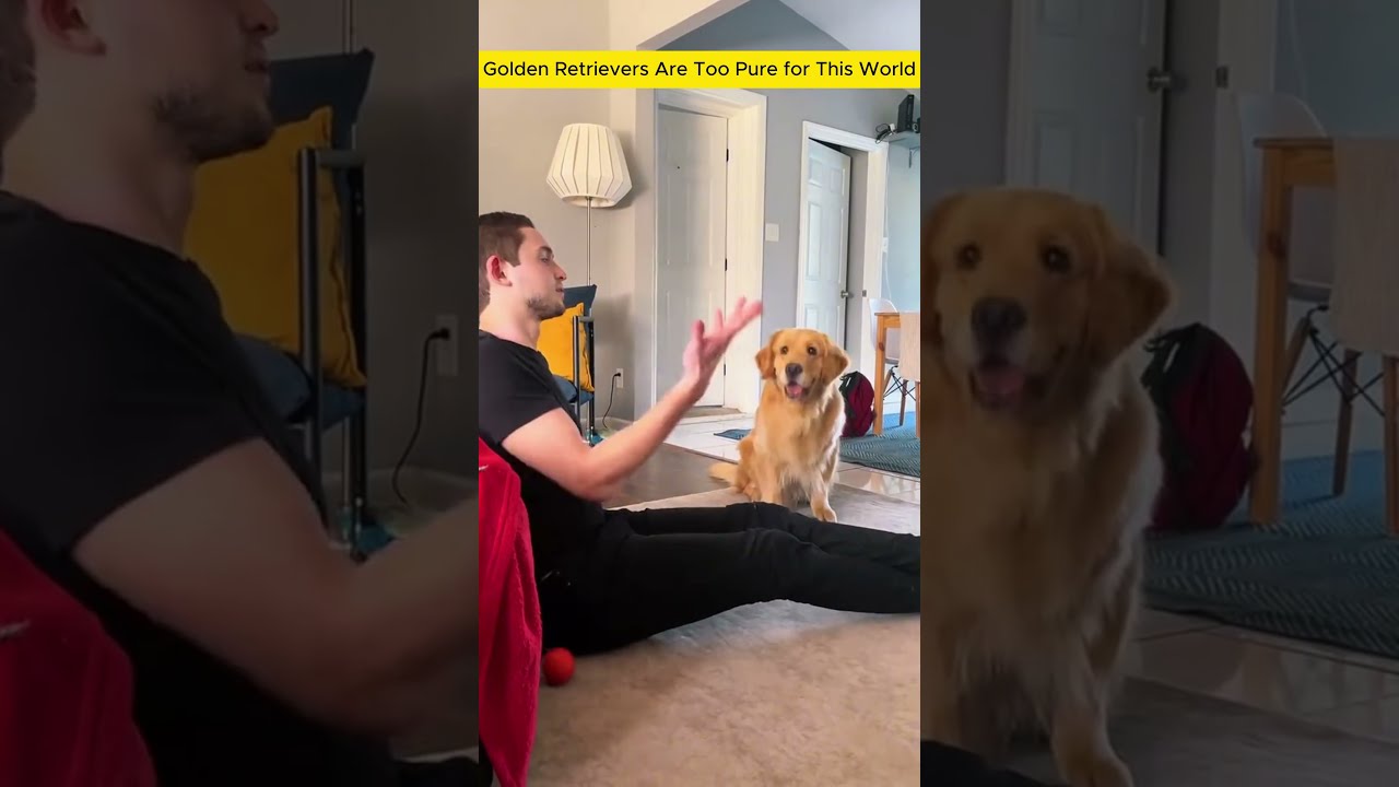 El inesperado encanto de los Golden Retriever en acción