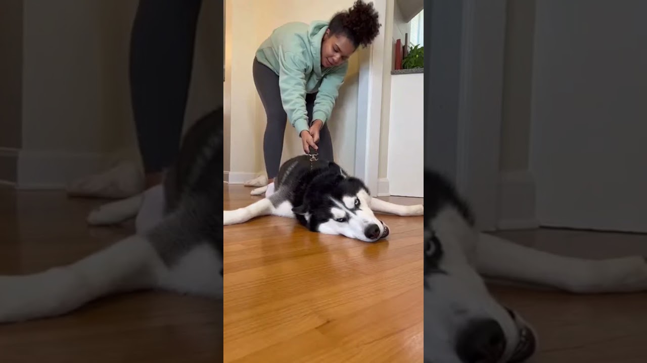 La inesperada rabieta de un Husky que conquistó las redes