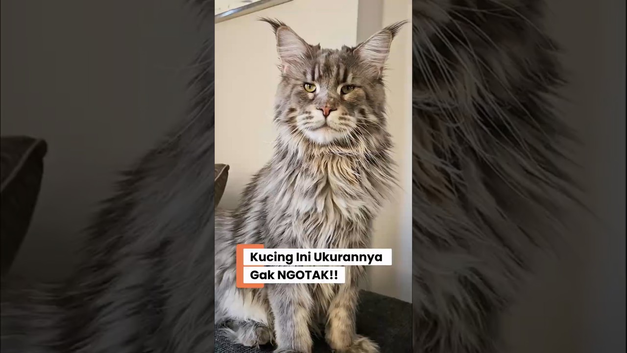 Maine Coon: El increíble gigante que redefine la ternura felina
