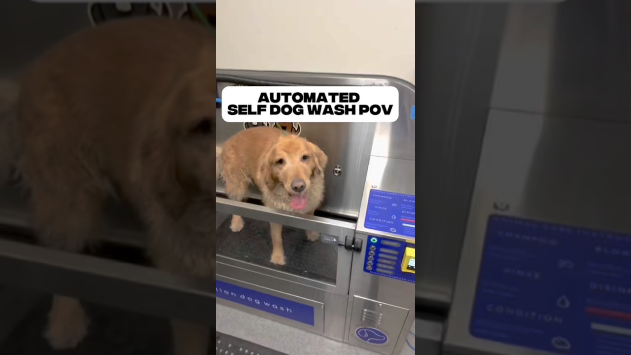 El conmovedor spa que transformó a este Golden Retriever