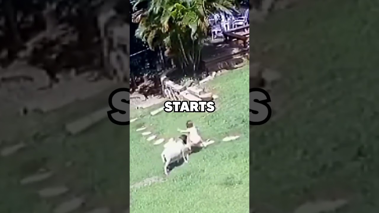 El conmovedor instinto protector de un perro con su bebé