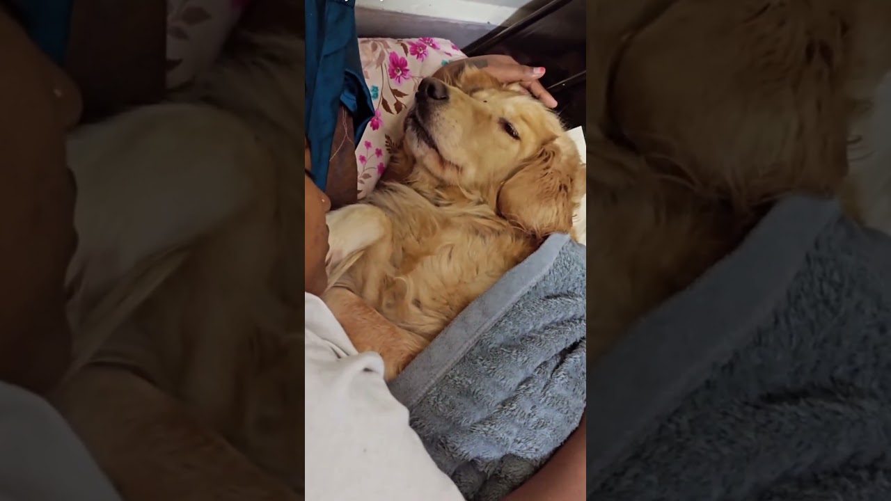 El increíble secreto de los Golden Retriever bajo la nieve