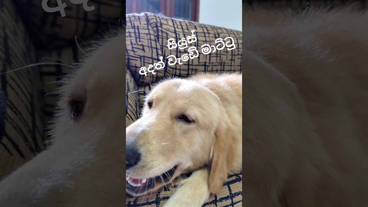 El Golden Retriever que floreció de la forma más inesperada