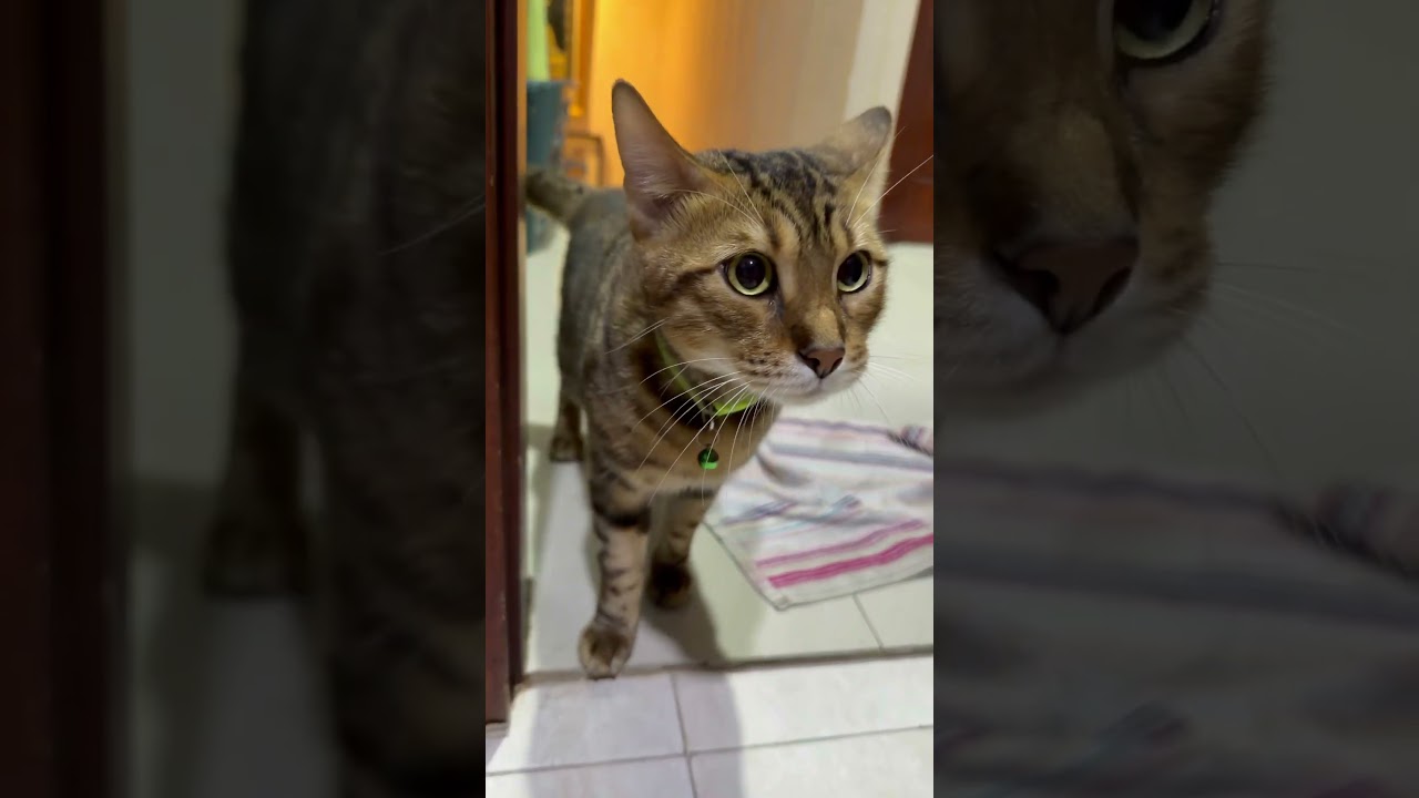 La hipnotizante mirada del 'minileopardo' que es tendencia