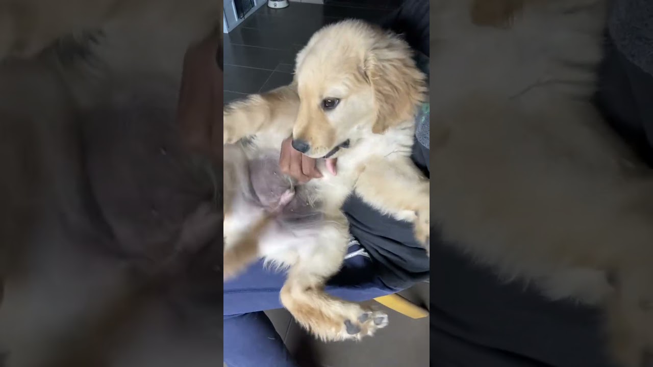 El tierno ritual de Maximus que enamoró a las redes